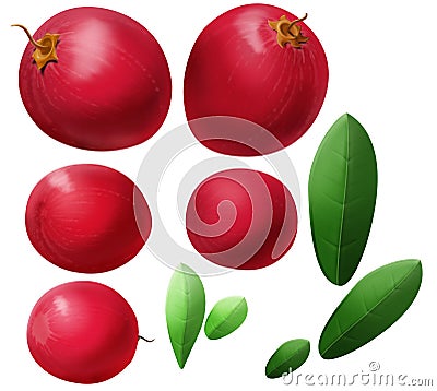 Cranberry Stock Photo