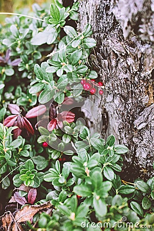 Cranberry in autumn forest Stock Photo