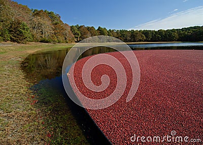 Cranberry bog Stock Photo