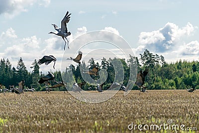 Cranberry-feeding field, bird migration in spring and autumn Stock Photo