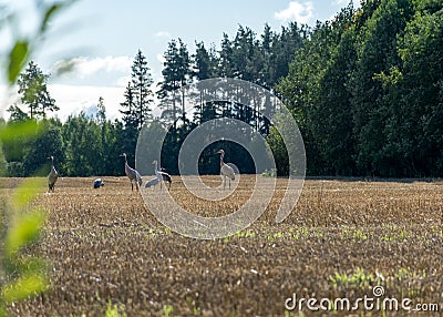 Cranberry-feeding field, bird migration in spring and autumn Stock Photo