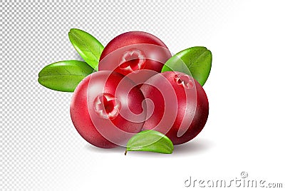 Cranberry with leaves on transparent background. Realistic vector. 3d illustration Vector Illustration