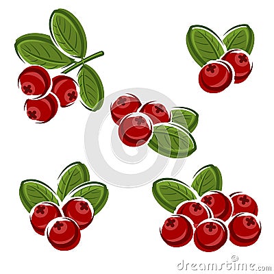 Cranberry set. Vector Vector Illustration