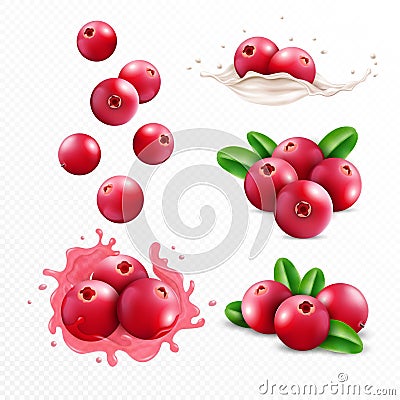 Cranberry smoothie. Berry in juice and milk splash, falling wet liquid and sweet food, 3d nature fruits with leaf, milky Vector Illustration