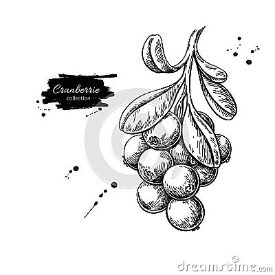 Cranberry vector drawing. Isolated berry branch sketch on white Vector Illustration