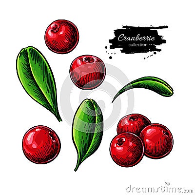 Cranberry vector drawing. Isolated berry branch sketch on white background. Vector Illustration