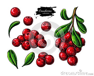 Cranberry vector drawing. Isolated berry branch sketch on white background. Vector Illustration