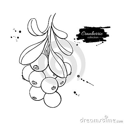Cranberry vector drawing. Isolated berry branch sketch on white Vector Illustration