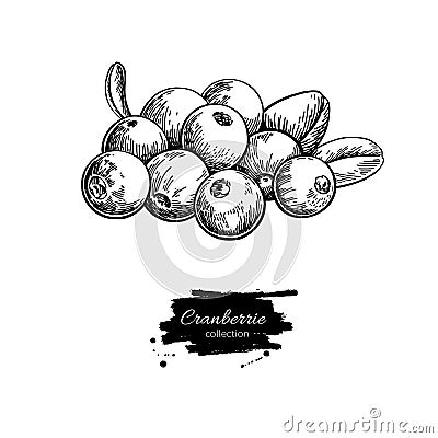 Cranberry vector drawing. Isolated berry heap sketch on white ba Vector Illustration