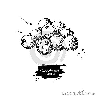 Cranberry vector drawing. Isolated berry heap sketch on white ba Vector Illustration