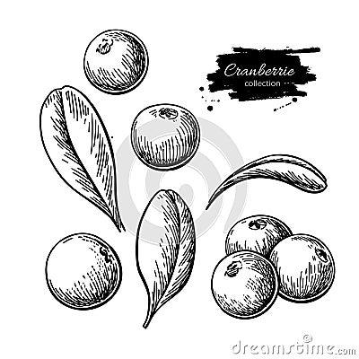 Cranberry vector drawing. Isolated berry heap sketch on white ba Vector Illustration