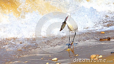 Crane bird caught a big fish at a seashore Stock Photo