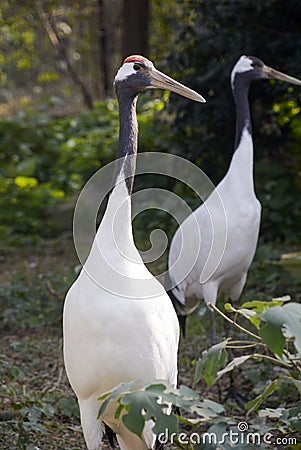 Crane Bird Stock Photo