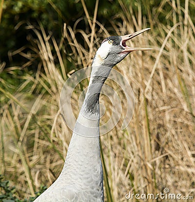 Crane Bird Stock Photo
