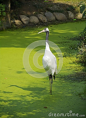 Crane Bird Stock Photo