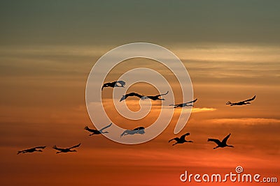 Crane Birds Flying at Sunset Stock Photo