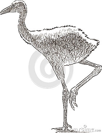 Crane chick Vector Illustration