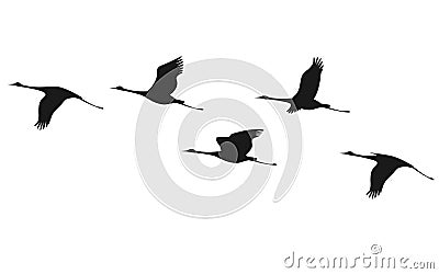 Crane flock Vector Illustration