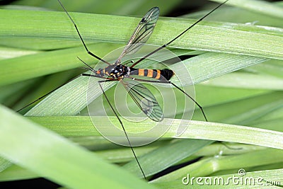 Crane fly is a common name referring to any member of the insect family Tipulidae. Larvae of this insects are pest of many crops Stock Photo