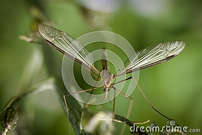 Crane Fly on a Green Background Stock Photo