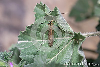 Crane fly Nephrotoma sp, Tipulidae, posed on a green leaf Stock Photo