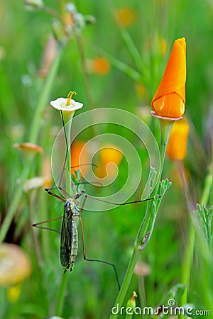 Crane fly on a poppy, Carrizo plain national monument Stock Photo