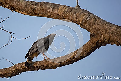 Crane Hawk on Forked Tree Branch at Dusk Stock Photo