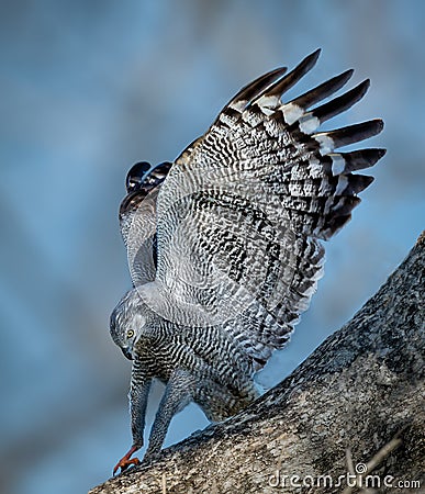 Crane hawk lands on a branch in Pantanal, Brazil Stock Photo