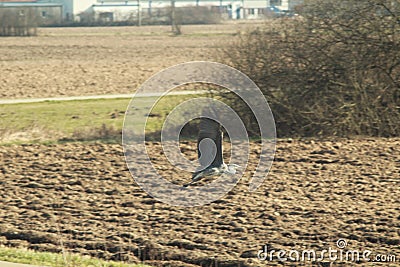 Flying heron crane above the field Stock Photo