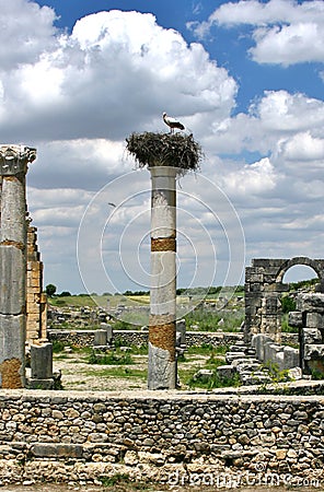 Crane in its nest on top of Roman ruins Stock Photo