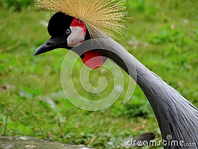 Crane Standing in zoo in bavaria germany in augsburg Editorial Stock Photo