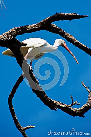 Crane in tree Stock Photo
