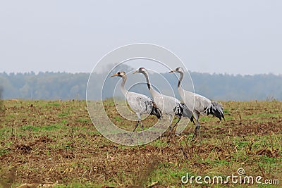 Crane trio in field near Hermannshof in Germany Stock Photo