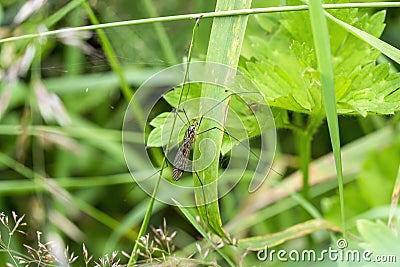 Cranefly Nephrotoma scalaris Stock Photo