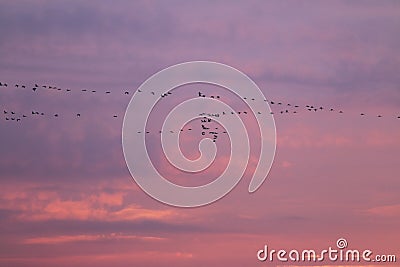 V-formation of flying cranes at sunset, Vorpommersche Boddenlandschaft, Germany Stock Photo