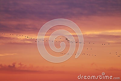 Flying cranes at sunset, Vorpommersche Boddenlandschaft, Germany Stock Photo