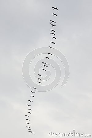 Flight of cranes near the cliffs along the Hohe Ufer, Germany Stock Photo