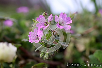 Cranes are the common name of the flowers in gardening that make up the genus Geranium in the Turnagasigiller family. Stock Photo