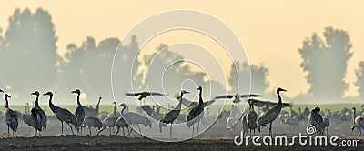 Cranes in a field foraging. Common Crane, Grus grus. Stock Photo