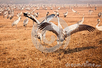 Cranes fighting Stock Photo