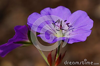 Cranesbill, Geranium cinereum Stock Photo