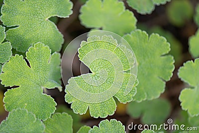 Cranesbill, Geranium renardii, iconic leaves Stock Photo