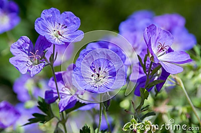 Cranesbills group of flowers, Geranium Rozanne in bloom Stock Photo