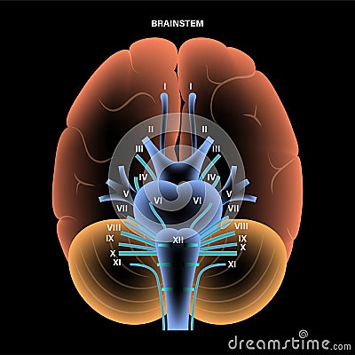 Cranial nerves diagram Vector Illustration