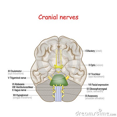 Cranial nerves. human brain and brainstem from below Vector Illustration