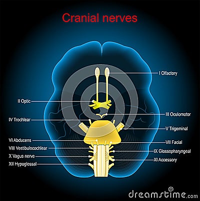Cranial nerves. Human brain on dark background Vector Illustration