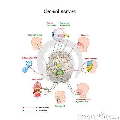 Cranial nerves in humans brain Vector Illustration