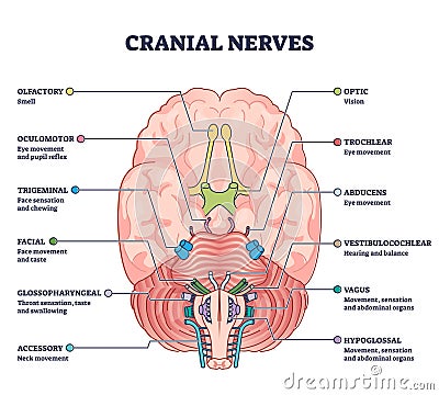Cranial nerves pairs with anatomical sensory functions in outline diagram Vector Illustration