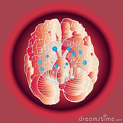 Cranial Nerves Vector Illustration