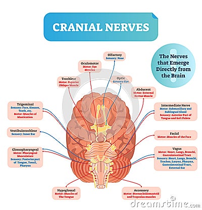 Cranial nerves vector illustration. Labeled diagram with brain sections. Vector Illustration